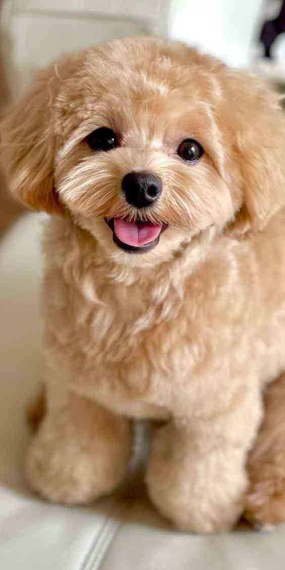 Cute dog wallpaper | MirrorLog